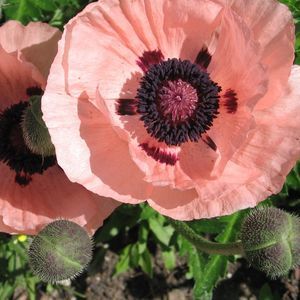 Meet your Posher, Ann